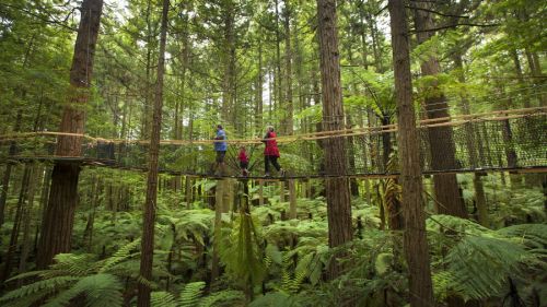  Ʈũ(Redwoods Treewalk)